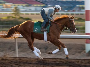 Woodbine Mile contender Lea gallops at Woodbine under exercise rider Neil Poznansky on Sept. 11, 2015. (MICHAEL BURNS Photo)