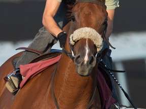 Jockey Omar Moreno guides Turncoat on Sept. 7, 2015, in his final tuneup for the $1-million Woodbine Mile, to be held at Woodbine Sept. 13, 2015. (MICHAEL BURNS/Photo)
