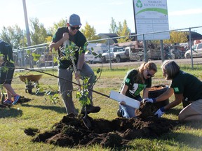 Saturday was the second annual TD Tree Day in Vermilion as volunteers planted trees in four different areas throughout town. Above, from left, Jordan Smith, Grace Turner, and Joady Charlesworth work on planting a tree near the Vermilion Recycle Centre. Charlesworth is from Vermilion, while Turner is from Edmonton and Smith from BC - both are Environmental Science students at Lakeland College.