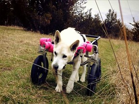 Submitted Photo
Sandy, a 16-year-old husky who showed signs of Degenerative Myelopathy (DM) gets around with the assistance of a four-wheeled canine wheelchair. Sandy's plight moved Furball’s Choice owner Stephanie Michelle Pignoli to create the K-9 Wheels for Hope event to raise awareness of the disease.