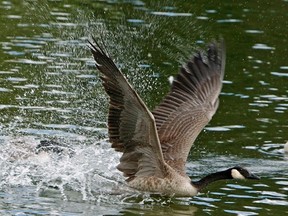 A Canada Goose makes a splash as it worked on take-offs in the pond at Hawrelak Park on Tuesday July 28, 2015. Tom Braid/Edmonton Sun/Postmedia Network.