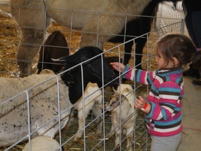 Aubrey Gubb enjoyed the opportunity to feed and pet the animals at the Fall Fair. The array of birds and animals were part of PJ's Petting Farm of  Fugerville, Quebec.