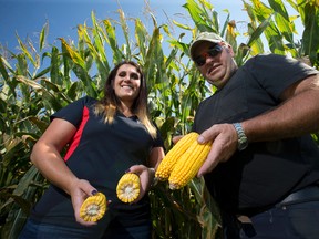 Great Lakes Grain’s Petra Hathaway and farmer Pete Gubbels celebrate a surprisingly good harvest forecast in his Mt. Brydges-area cornfield Tuesday. (CRAIG GLOVER, The London Free Press)