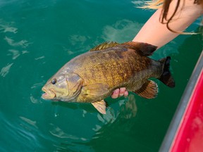 Columnist Ashley Rae releases a smallmouth bass caught on Lake St. Francis. (Supplied photo)