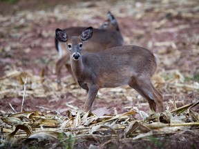 Deer graze on a harvested corn field in the Catskills region town of Roscoe, New York in this October 7, 2014 file photo. REUTERS/Carlo Allegri