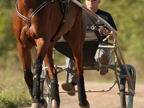 Bee A Magician will attempt to capture the $680,000 Maple Leaf Trot at Mohawk Racetrack on Saturday evening.(Michale Burns/photo)