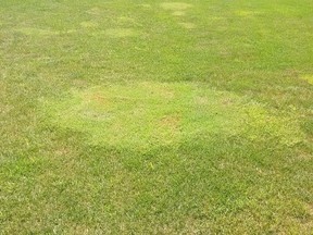 Rough Bluegrass growing in a healthy lawn in a backyard in northeast Sarnia. Gardening expert John DeGroot says there are several strategies homeowners can use to rid their lawn of Rough Bluegrass and other grass varieties that are actually weeds.HANDOUT/ SARNIA OBSERVER/ POSTMEDIA NETWORK
