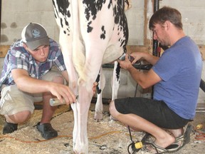 Connor Halpenny, left, and Mike Black work together in one of the barns at the fall fair in Kingston, Ont., on Friday, Sept. 18, 2015, to prepare a Holstein for a show later in the day. Black is a professional fitter. Michael Lea/The Whig-Standard/Postmedia Network