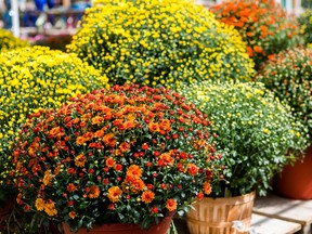Fall planters can be as simple as using extra-large mums or something elaborate as mixing plants, vegetables and ornamental grasses.