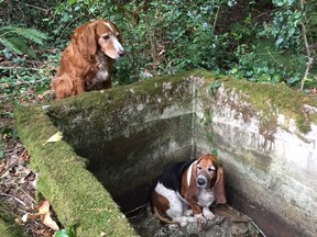 In this Tuesday, Sept. 15, 2015, photo provided by Amy Carey, of Vashon Island Pet Protectors, a setter mix named Tillie, left, watches over Phoebe, a basset hound who was trapped after falling into the cistern nearly a week earlier before being rescued by searchers on Vashon Island, Wash. A Washington state animal shelter says Tillie stood guard for a nearly a week to watch over Phoebe, only leaving her side to alert people of her trapped friend. The two were found unharmed Tuesday, Sept. 15, 2015, after they were reported missing by their owners last week.  (Amy Carey/Vashon Island Pet Protectors via AP)