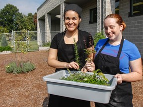 Bayridge Secondary School Grade 12 culinary students Bella Pinard, left, and Morgan Hurley-Godfrey, pick herbs from the school's new garden on Thursday to go in Friday's hot school lunch. (Julia McKay/The  Whig-Standard/)