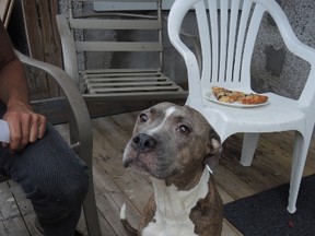 Maggie the pit bull who bit and injured a man on Friday in Gatineau. 
(Julienne Bay/Ottawa Sun)