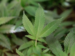 Medical marijuana clone plants. (THE CANADIAN PRESS/AP/Jeff Chiu)