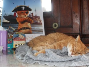 Erik The Red rests on a table in the chart room of the CSS Acadia in Halifax, N.S., during his retirement party on Sunday, Sept. 20, 2015. The tabby cat has been the rodent control officer aboard the ship for more than 15 years. THE CANADIAN PRESS/Aly Thomson