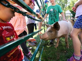 Ginger, a young pig owned by the Bumstead family of Woodford, at the 161st annual Sydenham Fall Fair at Grey Roots south of Owen Sound in 2014.  Sun Times files