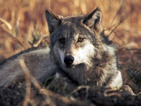 Wolves in and around the Victoria Beach area are so bad, the municipality is bringing in a professional trapper. (THE CANADIAN PRESS/AP/U.S. fish and Wildlife Service, File)