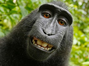 This 2011 photo provided by People for the Ethical Treatment of Animals (PETA) shows a selfie taken by a macaque monkey on the Indonesian island of Sulawesi with a camera that was positioned by British nature photographer David Slater.  (David Slater/Court exhibit provided by PETA via AP)