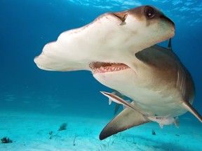 A hammerhead shark. (Fotolia)