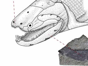 An undated illustration shows the Early Devonian bony fish called Psarolepis romeri found in south China. Scientists said on September 23, 2015 that fossil and genetic evidence indicates enamel did not originate in the teeth but in the scales of ancient fish that lived more than 400 million years ago, and only later became a key component in teeth. The two fossil pieces, one of the dermal skull (top L) and the other of a lower jaw, are bearing teeth. However, these teeth lack enamel, unlike our teeth, according to new research published in the journal Nature. This fish is a key piece of evidence showing that enamel did not evolve together with vertebrate teeth, but appeared much later in more derived bony fishes, according to researchers.  REUTERS/Courtesy of Qingming Qu and Min Zhu/Handout via Reuters
