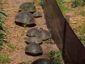 OTTAWA - Sept 23, 2015 -  A picture clipped from an Ontario Ministry of Natural Resources document showing how an exclusion fence works for turtles. (Ontario Ministry of Natural Resources photo)