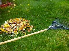 Before the final year's cut of a lawn, it helps to remove or at least break up the last of the leaves.