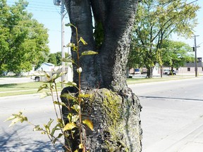 A mature flowering cherry tree on Ontario Street in Sarnia shows a union or graft. Gardening expert John DeGroot says grafting within the horticultural industry is very common, noting that all fruit trees and all roses have been grafted.SUBMITTED PHOTO/ SARNIA OBSERVER/ POSTMEDIA NETWORK