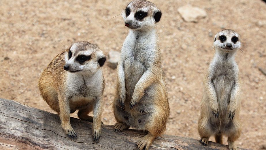 Meerkat keeper attacks monkey keeper over llama keeper's love | Toronto Sun