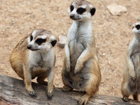 Meerkats. (Fotolia)