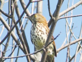 Brown thrasher (PAUL NICHOLSON, Special to Postmedia Network)