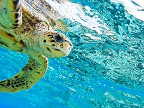 A sea turtle is pictured in this file photo. (Fotolia)