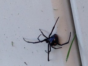 Sunday, Sept. 27, 2015 Ottawa -- Greg Clarke and his son Cameron found a Black Widow spider in the backyard of their Barrhaven home Saturday, Sept. 27, 2015. According to the NCC, the species of Black Widow in Ontario is the Northern Black Widow spider.
DANI-ELLE DUBE/Ottawa Sun