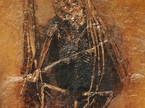 A fossil of a bat species known as Palaeochiropteryx found in Messel, Germany is seen in an undated handout picture courtesy of the Senckenberg Research Institute. The fossil is estimated to be about 49 million years old. Scientists have figured out how to know the color of an extinct creature based on microscopic structures in fossils that divulge pigment, and on Monday disclosed for the first time the fur color of extinct mammals: two of the earliest-known bats.  REUTERS/Senckenberg, Messel Research, Frankfurt/Anika Vogel/Handout via Reuters