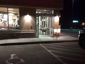 Mounties in the Saskatoon area didn't let an unexpected visitor get their goat when they were called to a disturbance at a Tim Hortons on the weekend. RCMP in Warman were called out because a stubborn kid was refusing to leave the coffee shop early Sunday morning. The goat is seen inside the vestibule of a Tim Horton's in the town of Warman, Sask., in this RCMP handout photo. THE CANADIAN PRESS/HO-Warman RCMP