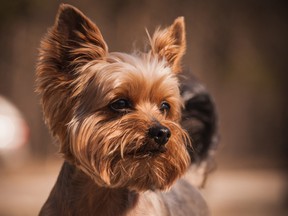 A Yorkshire terrier is pictured in this file photo. (Fotolia)