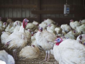 Free-range turkeys gather at Maple Lawn Farms in Fulton, Maryland on November 15, 2014.  Maple Lawn Farms has been selling locally-raised turkeys since 1938, raising nearly 20,000 turkeys a year in preparation for the Thanksgiving holiday.             AFP PHOTO / Jim WATSON