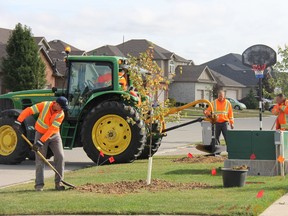 Photo hed: Municipal staff planting a tree on a new subdivision on Thorn Drive, as part of a project to green new subdivisions.