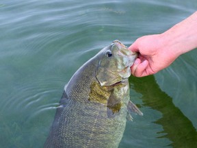 Many species, including smallmouth bass, stack up and feed more aggressively in the fall. Don’t put your boat away yet, says columnist Ashley Rae. (Supplied photo)