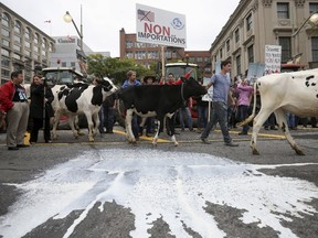 Dairy farmers walk with their cows past milk that was thrown on the street during a protest against the Trans-Pacific Partnership (TPP) trade agreement in front of Parliament Hill in Ottawa, Canada September 29, 2015. REUTERS/Chris Wattie