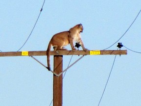 In this Tuesday, Sept. 29, 2015, photo, a mountain lion stands on a power pole in Lucerne Valley, Calif. The cougar stayed atop the pole all afternoon Tuesday, but was gone by Wednesday morning according to the The Victor Valley Daily Press. (Peter Day/The Victor Valley Daily Press via AP)
