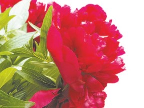 red peony