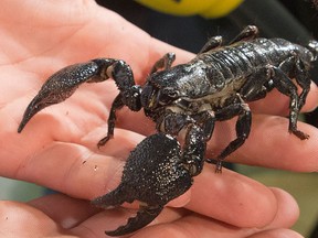 A tropical species expert shows a scorpion (Pandinus Dictator) during a press conference in Paris, France, Thursday, Oct. 1, 2015.  (AP Photo/Jacques Brinon)