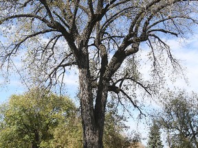The province has announced plans to protect the Point Douglas School cottonwood and other historic trees.