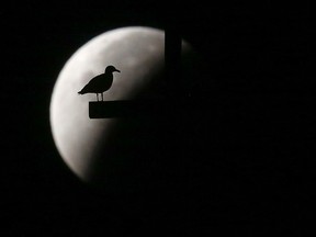 A seagull sits on the cross that tops St. Peter's Square's obelisk, at the Vatican, as the earth's shadow obscures part of a so-called supermoon during a total lunar eclipse, on Sept. 28, 2015. (Alessandro Di Meo/ANSA via AP)