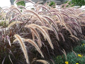 A bed of Purple Fountain Grass at Centennial Park in Sarnia. Gardening expert John DeGroot says there is an almost bewildering selection of ornamental grasses available for homeowners and gardeners. Many of these grasses will retain their splendor well until December.
HANDOUT/ SARNIA OBSERVER/ POSTMEDIA NETWORK
