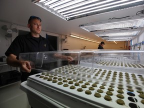 In this Sept. 24, 2015 photo, Jonathan Hunt, a consultant from Denver-based consulting firm Monarch America, puts a cover over marijuana seedlings growing in the germinating facility on the Flandreau Santee Sioux Reservation in Flandreau, S.D. (AP Photo/Jay Pickthorn)