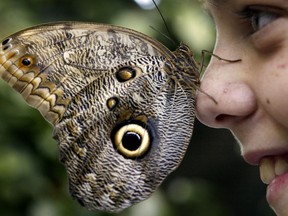 Carleton University hosts its annual butterfly show. (Ottawa Sun file photo)