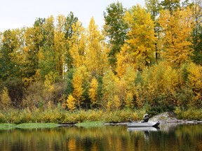 Fall foliage at Muir Lake. (Neil Waugh/Edmonton Sun)