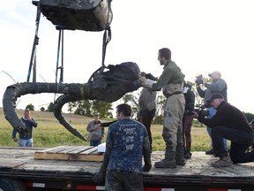 In this photo taken Thursday, Oct. 1, 2015, using straps and zip ties to help secure cracks in the tusks, the remains of a woolly mammoth are lifted out of the ground and placed on a trailer for transpor,  as University of Michigan professor Dan Fisher and a team of Michigan students and volunteers work to excavate a woolly mammoth found on a farm near Chelsea, Mich.  (Melanie Maxwell/The Ann Arbor News via AP)