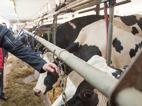 NDP leader Tom Mulcair looks at a cow during a visit to a dairy farm Saturday, October 3, 2015 in Upton, Que. (THE CANADIAN PRESS/Ryan Remiorz)