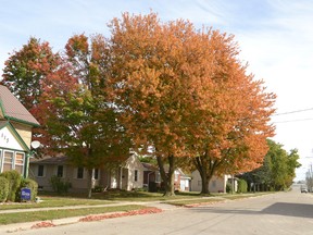 Now that autumn is here, let us all enjoy the splendour of its beauty before the leaves all vanish and the dreaded white stuff make an appearance. The foliage is out and the window is a short one to enjoy it, as this scene depicts on Georgina Street in Mitchell last Friday afternoon, Oct. 2. GALEN SIMMONS/MITCHELL ADVOCATE